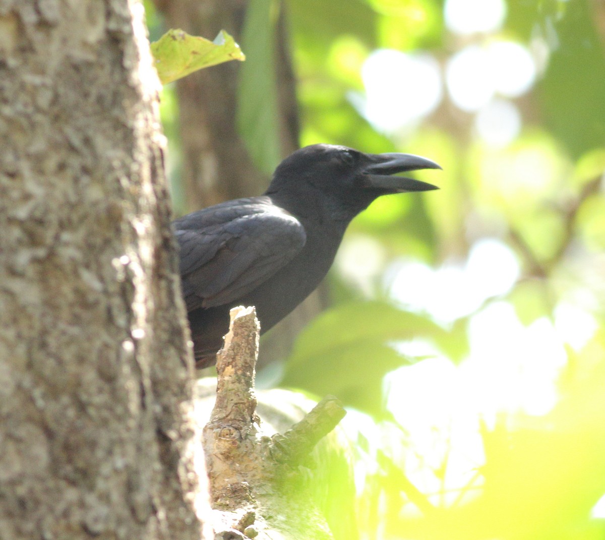 Large-billed Crow (Indian Jungle) - ML615301268