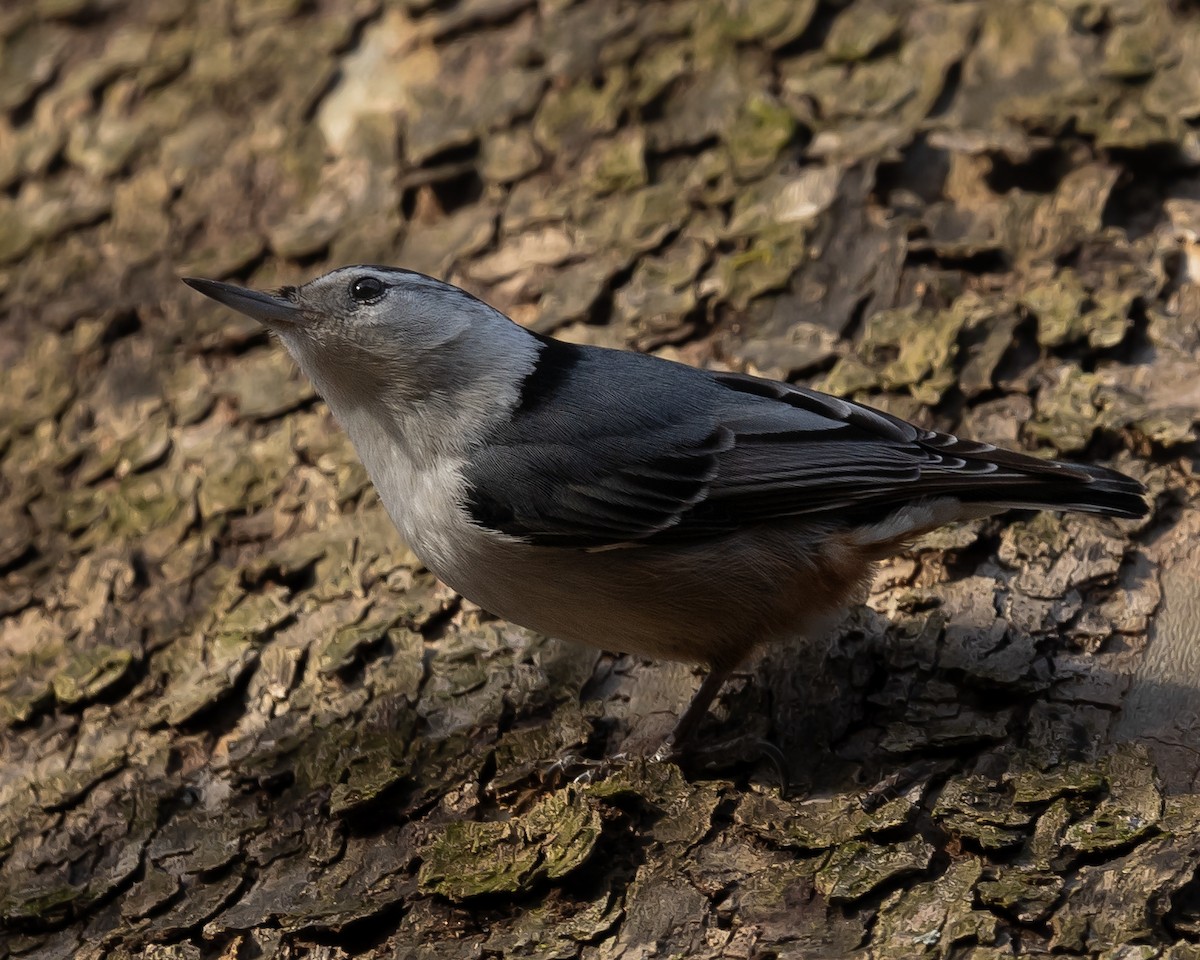 White-breasted Nuthatch - Thomas Judd