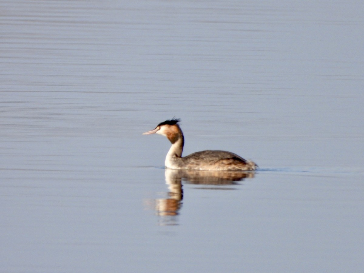 Great Crested Grebe - ML615301362