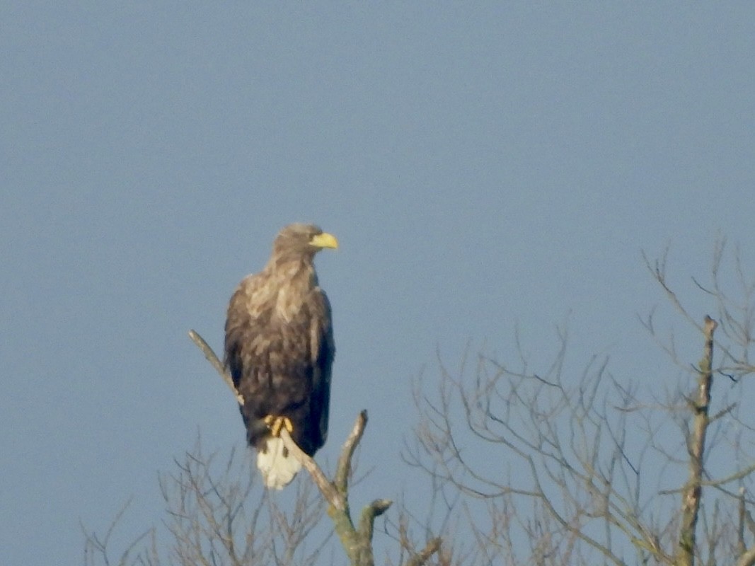 White-tailed Eagle - ML615301396