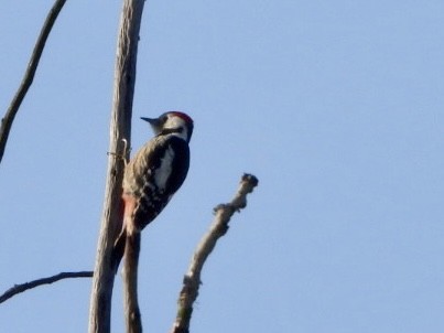 Middle Spotted Woodpecker - ML615301420