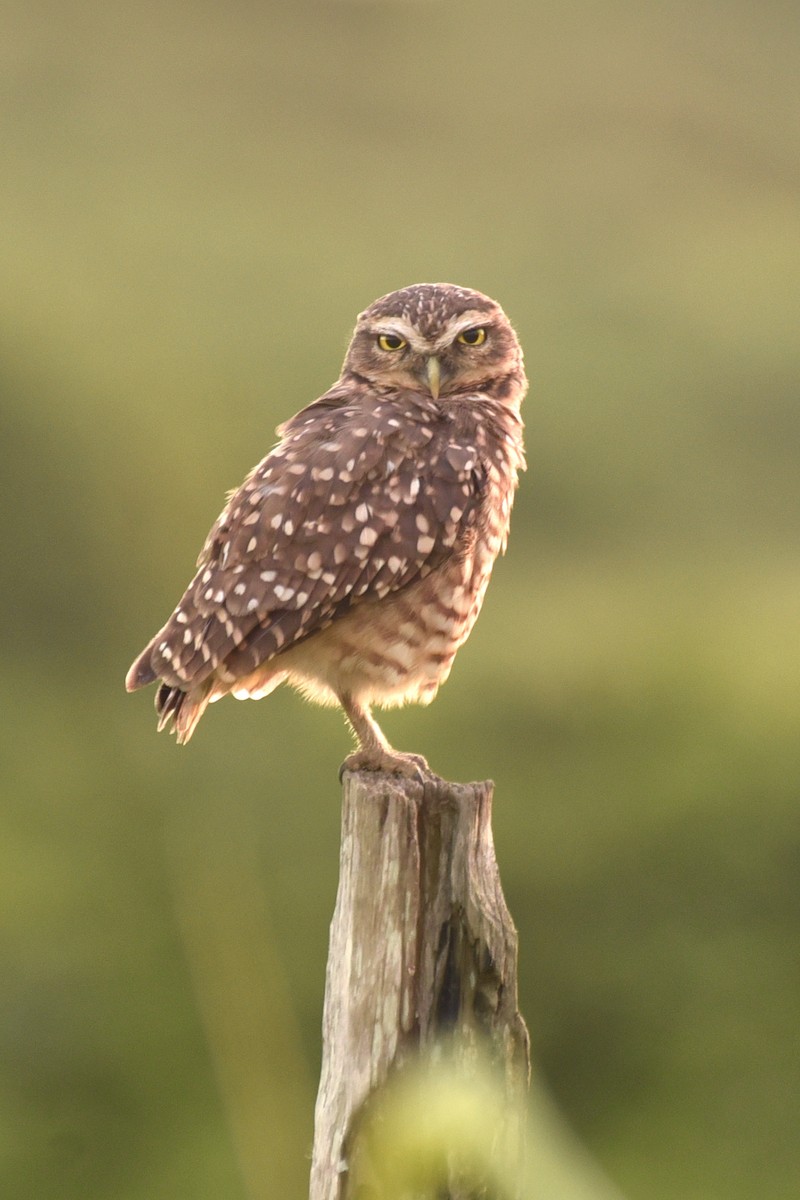 Burrowing Owl - ML615301496