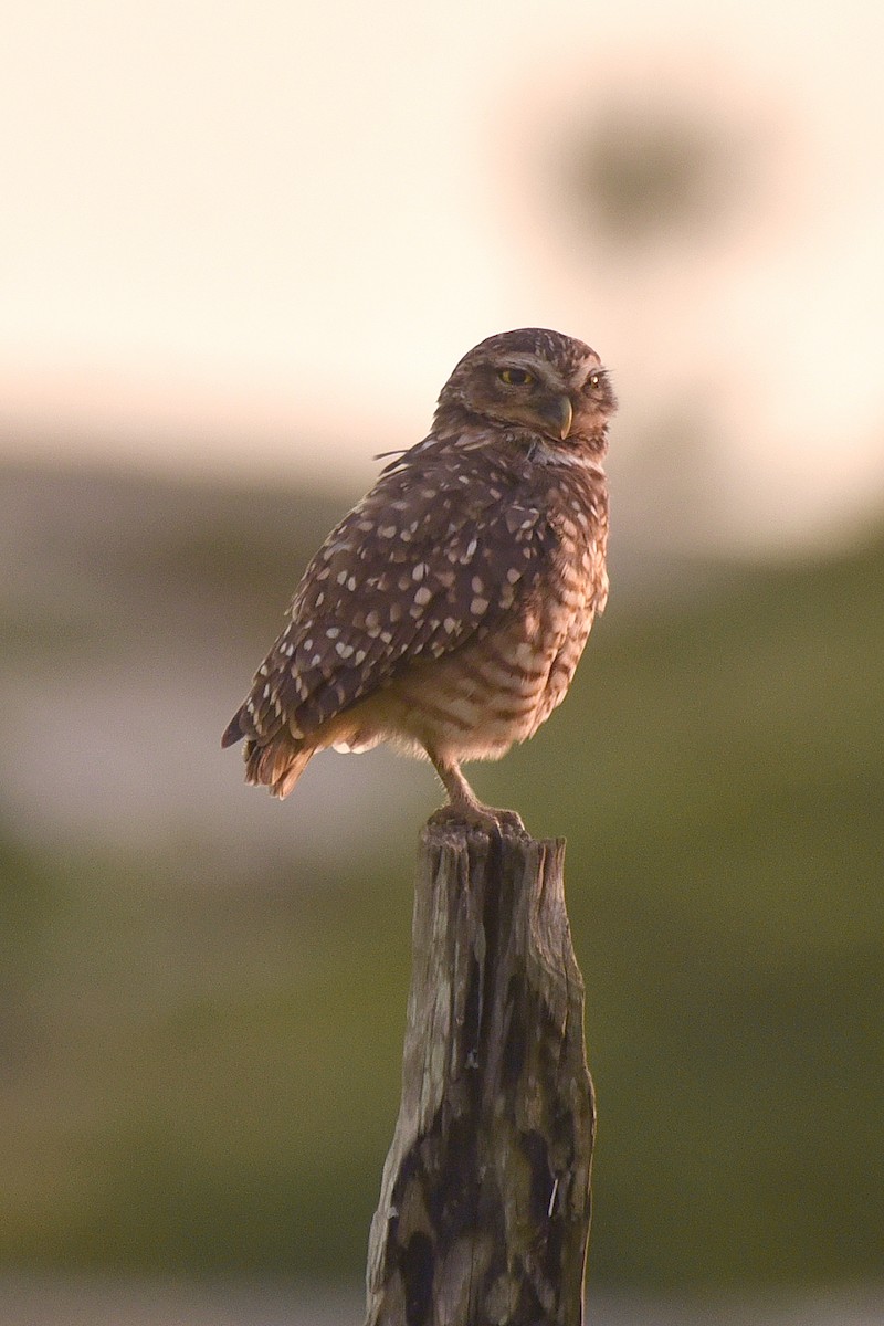 Burrowing Owl - ML615301497