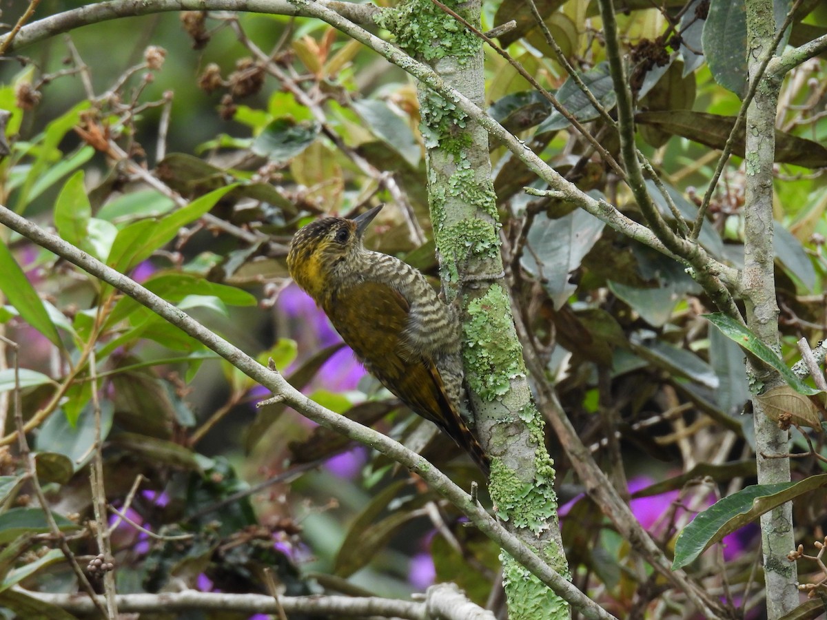 Yellow-eared Woodpecker - ML615301552