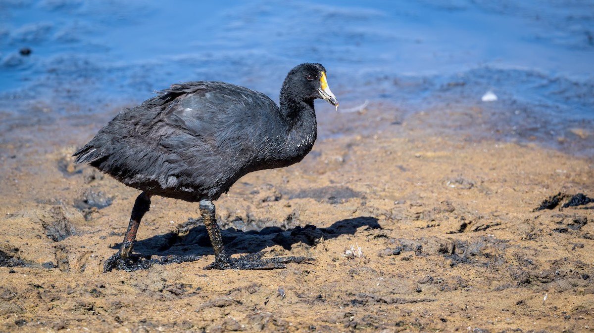 Giant Coot - ML615301609
