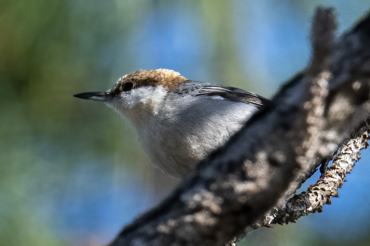 Brown-headed Nuthatch - ML615301675