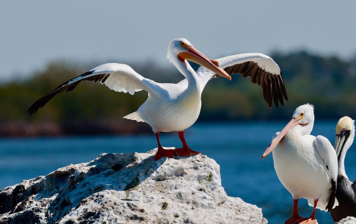 pelikán severoamerický - ML615301698