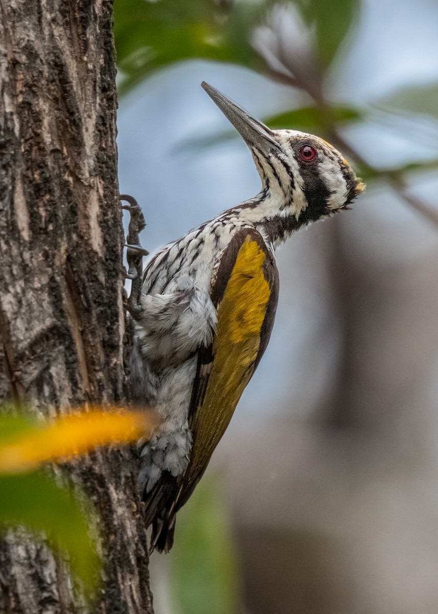 White-naped Woodpecker - ML615301749