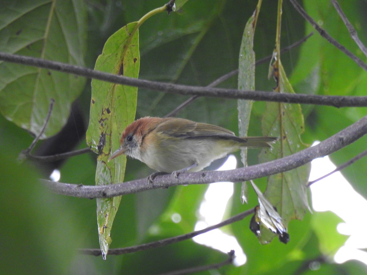 Rufous-naped Greenlet - ML615301763