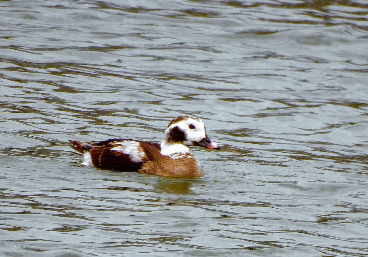 Long-tailed Duck - ML615301852