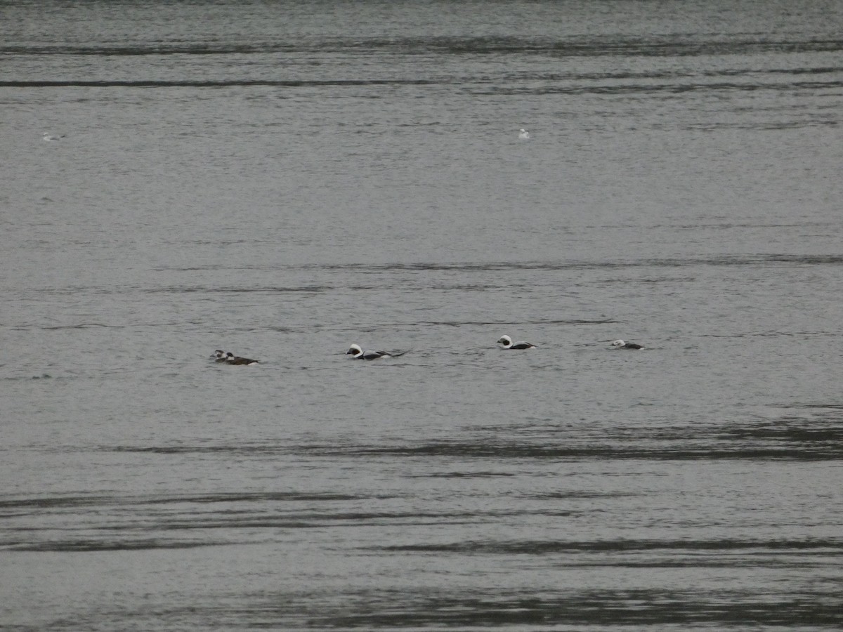 Long-tailed Duck - ML615301878