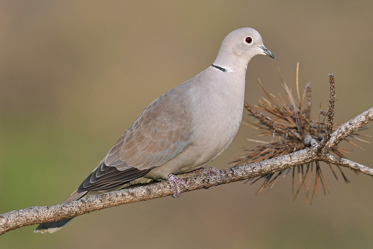 Eurasian Collared-Dove - ML615301949