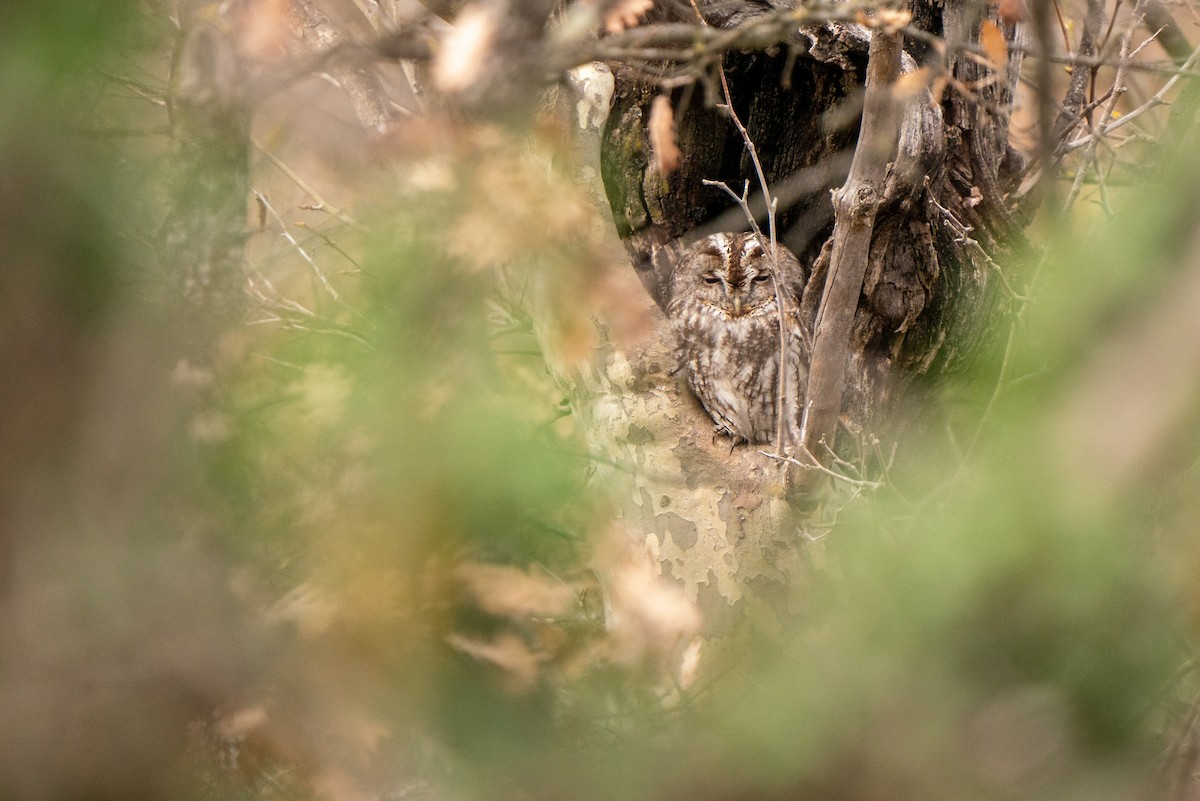 Tawny Owl - ML615301966