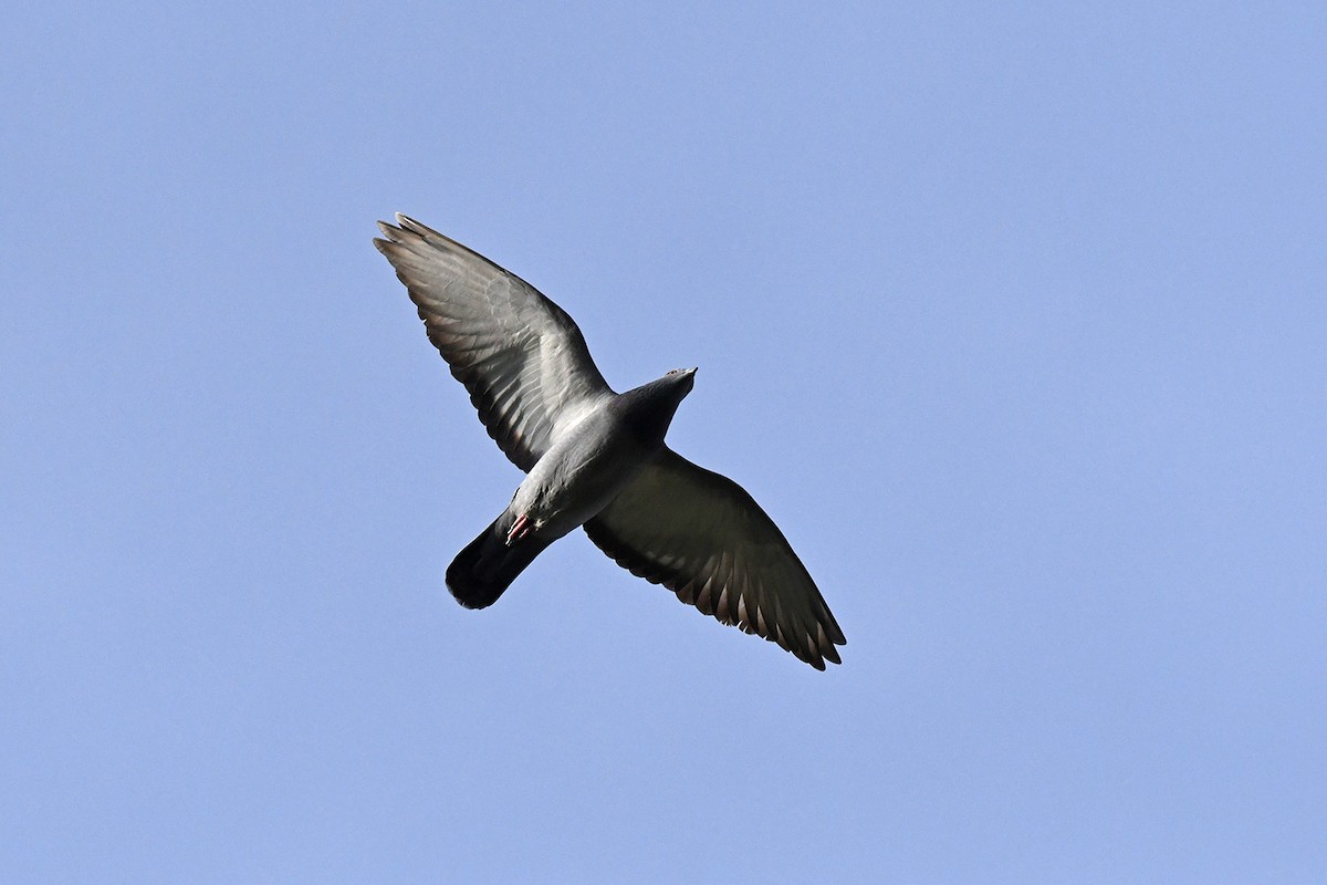 Pigeon biset (forme domestique) - ML615301974