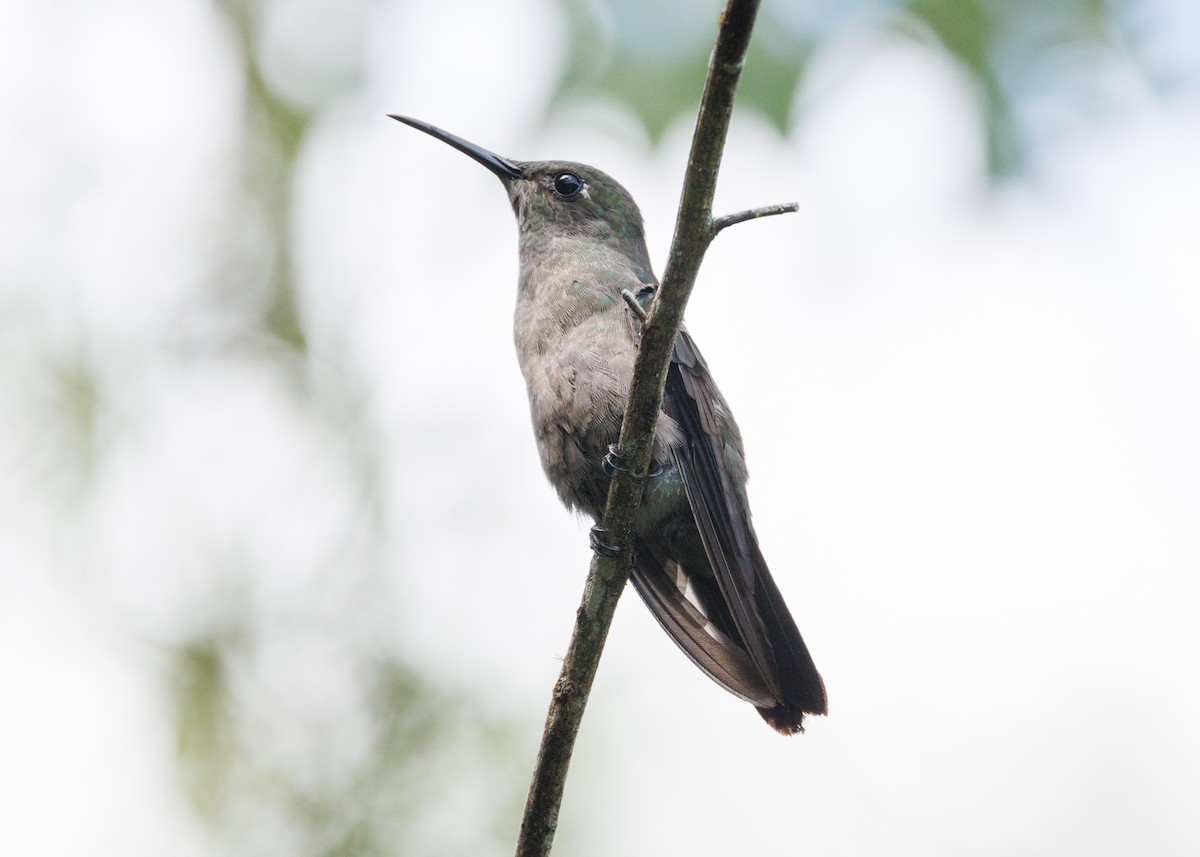 Sombre Hummingbird - ML615302119