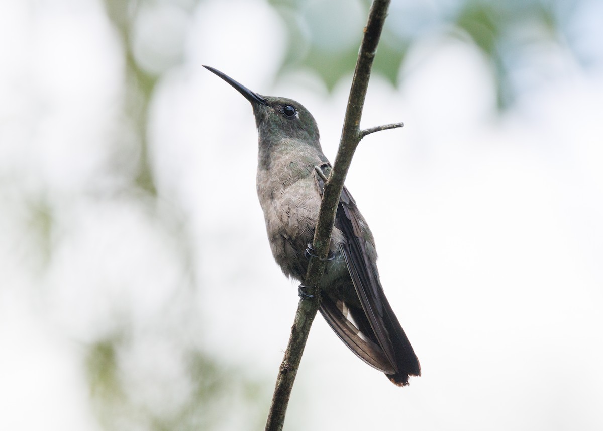 Sombre Hummingbird - Silvia Faustino Linhares