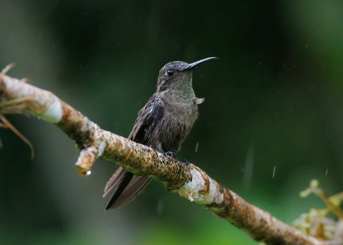 Sombre Hummingbird - Silvia Faustino Linhares