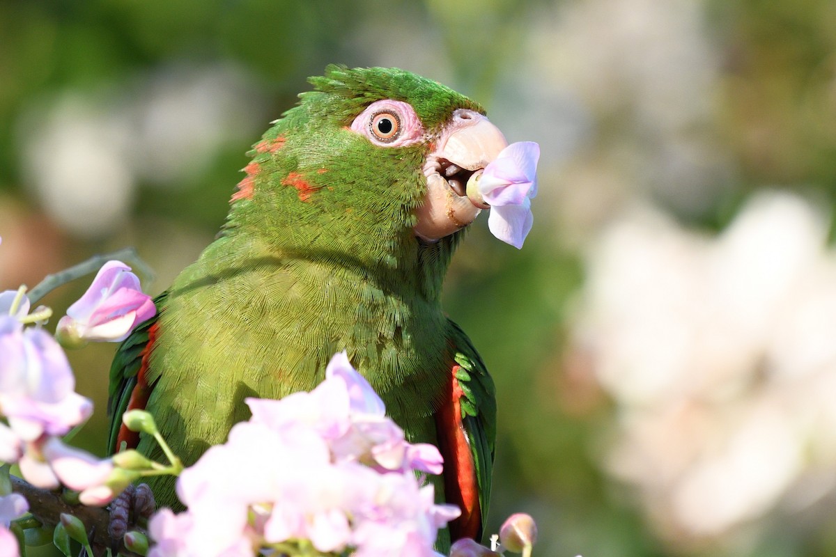 Cuban Parakeet - Liz Harper