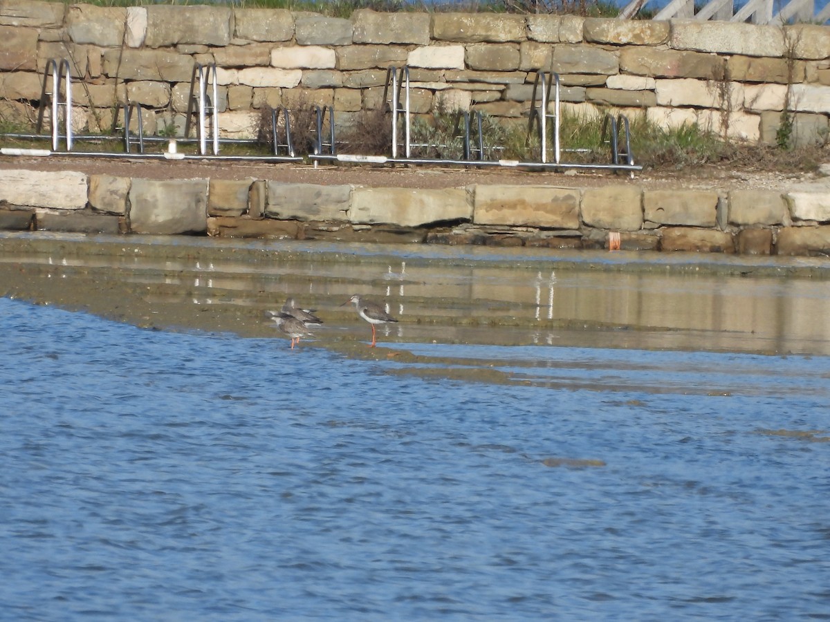 Spotted Redshank - ML615302237