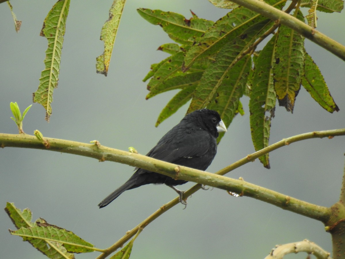 Large-billed Seed-Finch - ML615302283