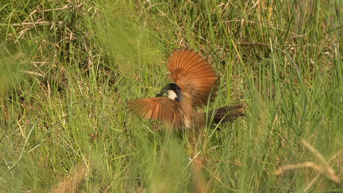 Coppery-tailed Coucal - Sveinung Sigbjørnsen