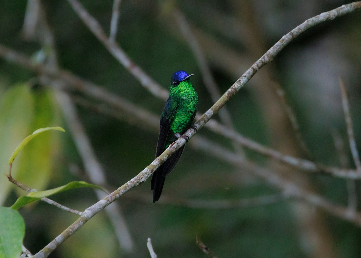 kolibřík fialovotemenný - ML615302437