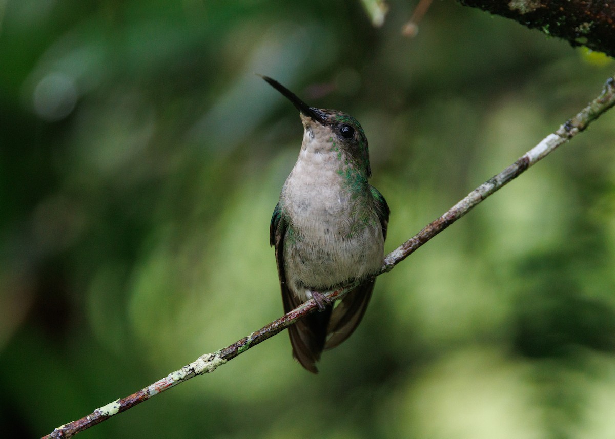 kolibřík fialovotemenný - ML615302439