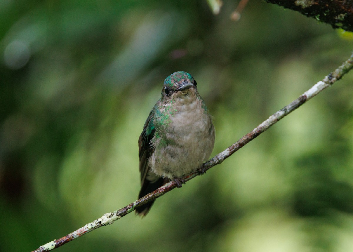 kolibřík fialovotemenný - ML615302440