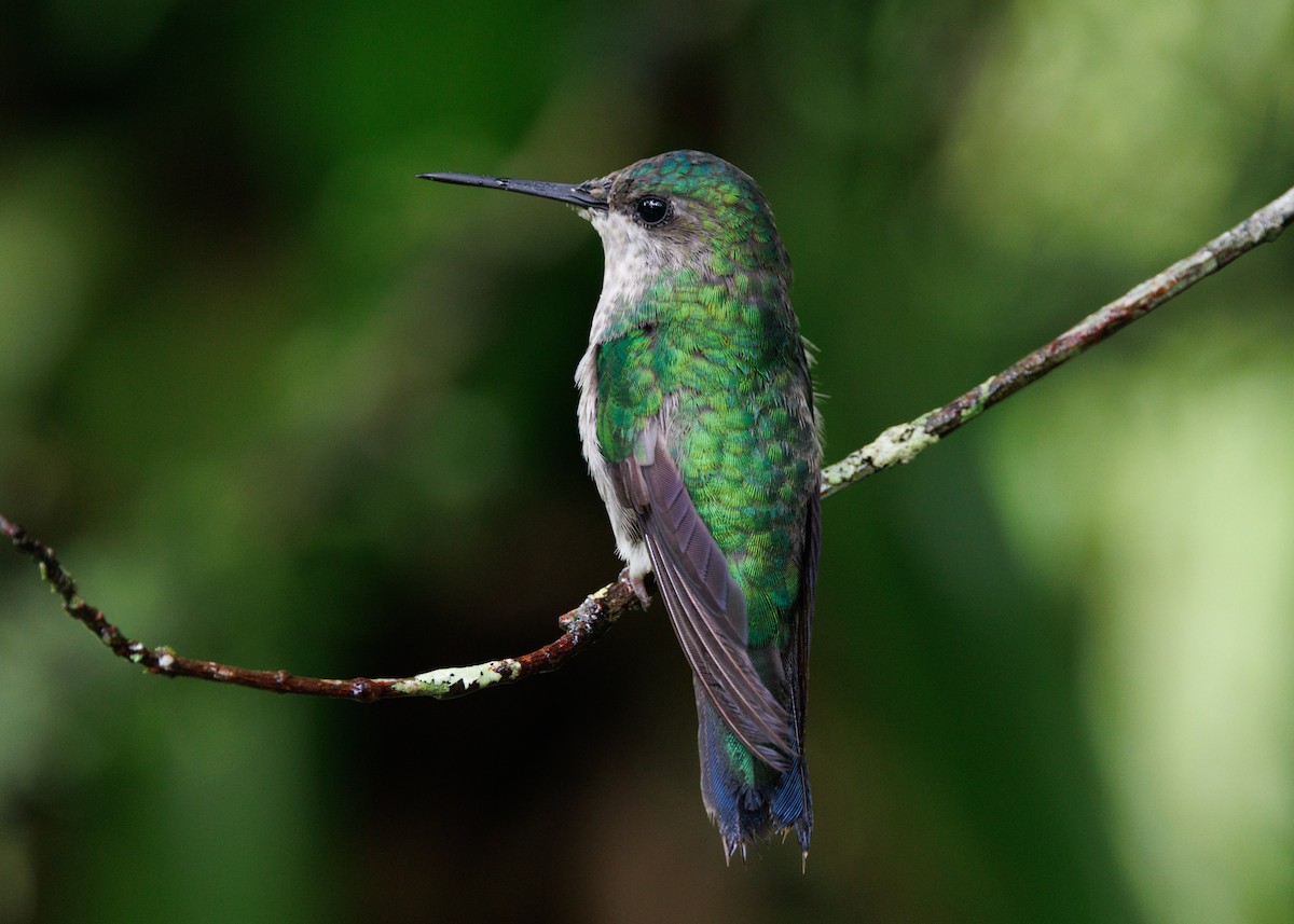 kolibřík fialovotemenný - ML615302441