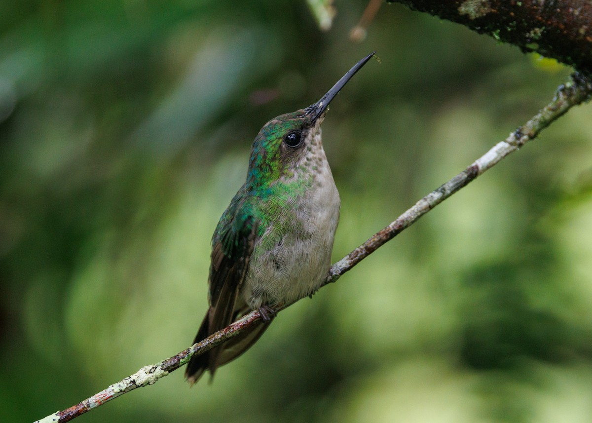 kolibřík fialovotemenný - ML615302442