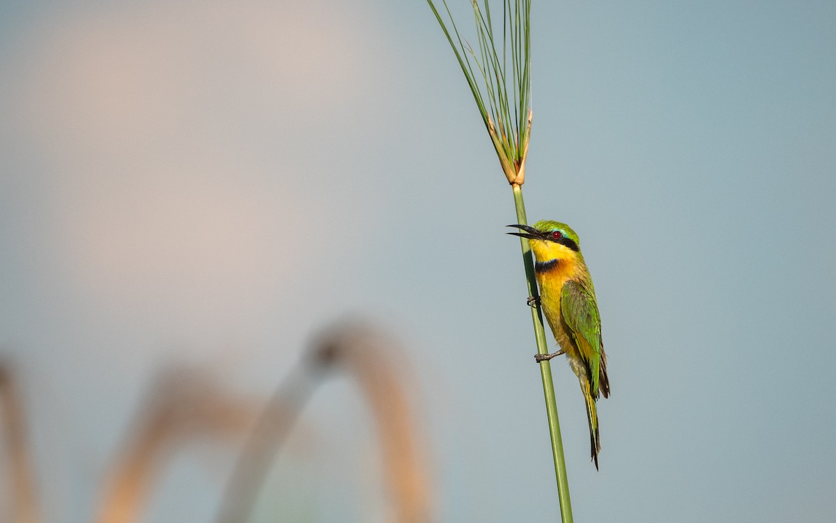 Little Bee-eater - ML615302646
