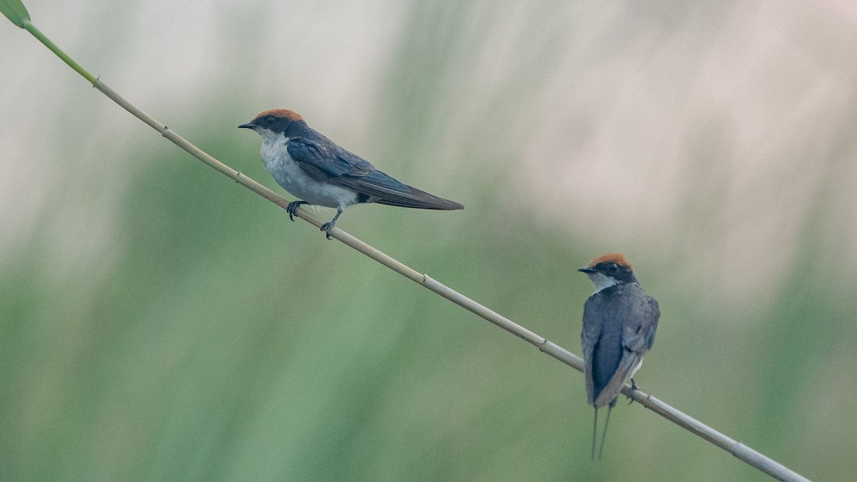 Wire-tailed Swallow - ML615302679