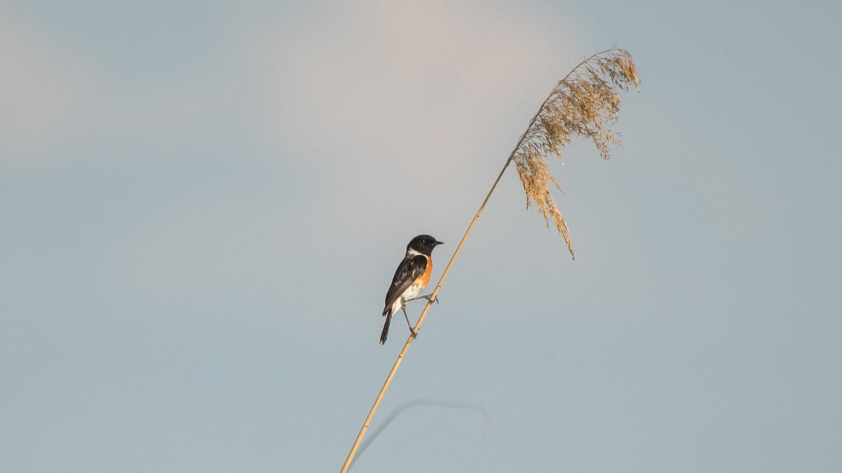 African Stonechat - ML615302721
