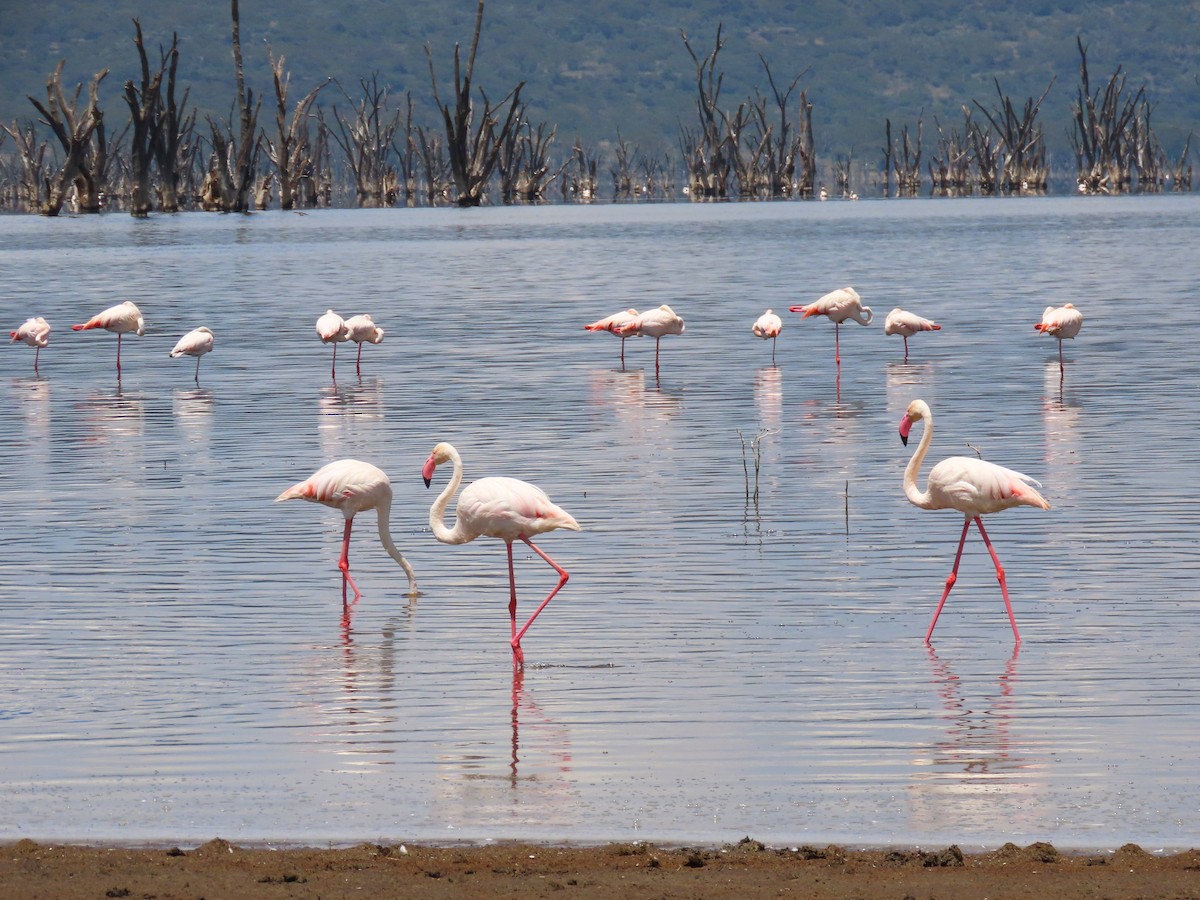 Greater Flamingo - ML615303032