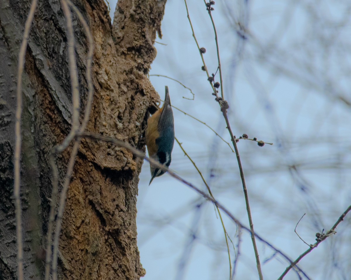Red-breasted Nuthatch - ML615303100