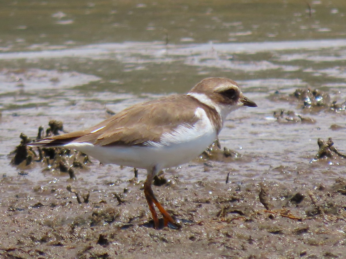 Common Ringed Plover - ML615303104