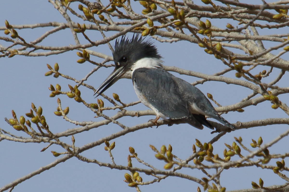 Belted Kingfisher - gord smith