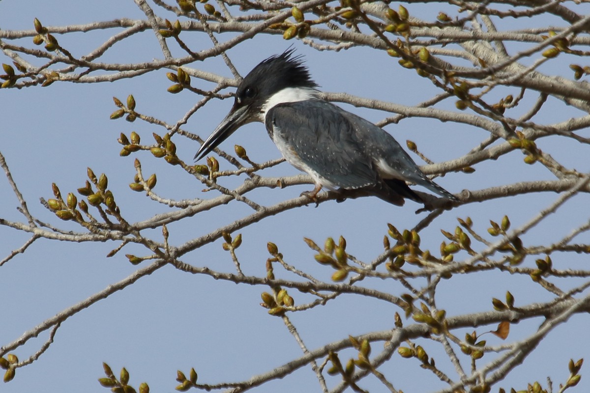 Belted Kingfisher - ML615303166