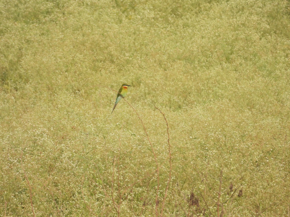 Blue-tailed Bee-eater - ML615303228