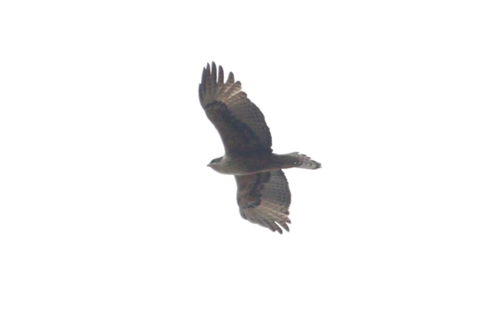 Rufous-bellied Eagle - ML615303232