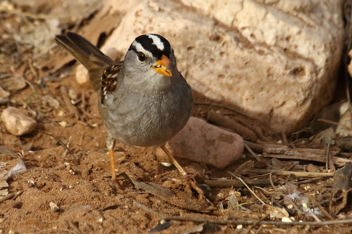 White-crowned Sparrow - ML615303301