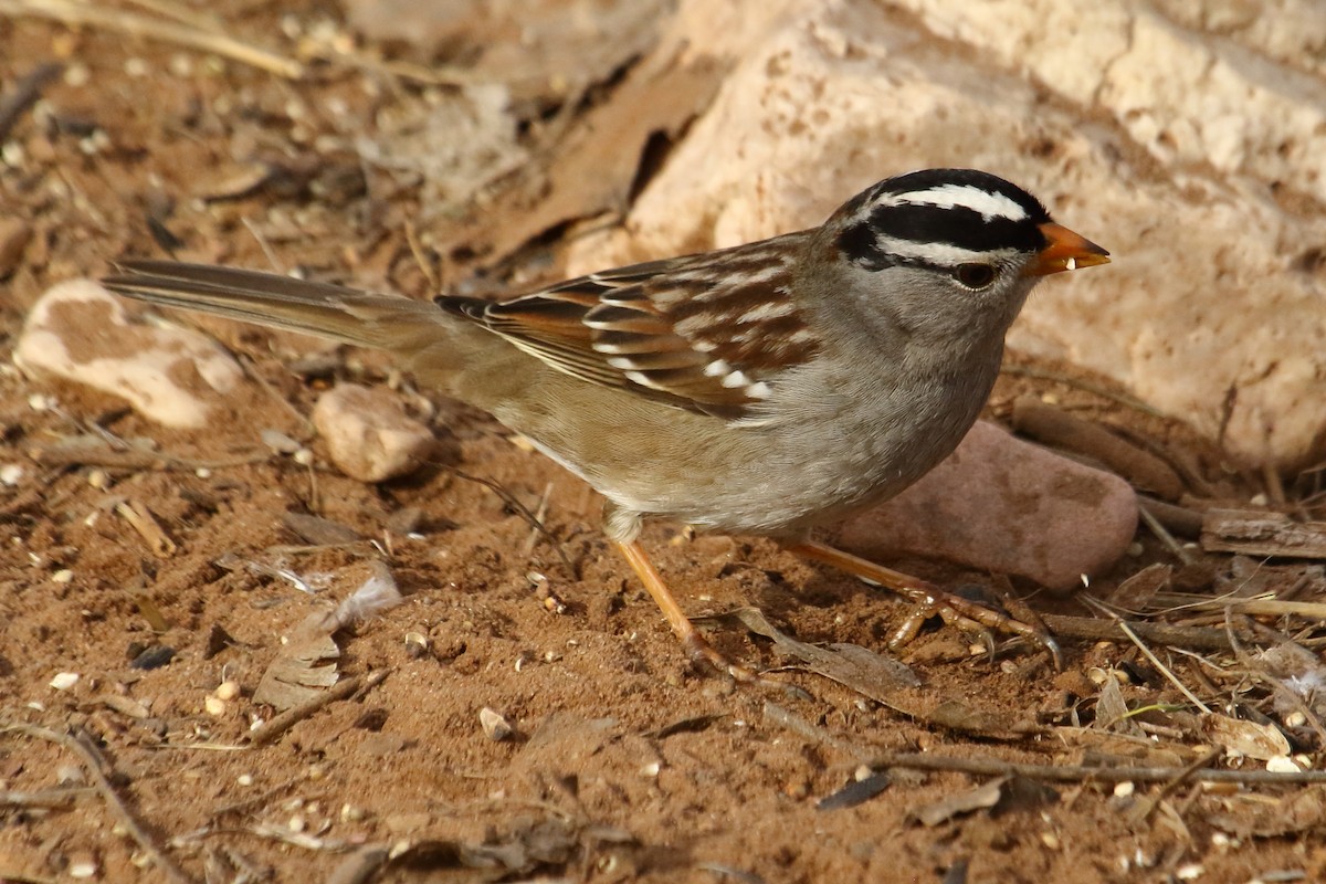 White-crowned Sparrow - ML615303302