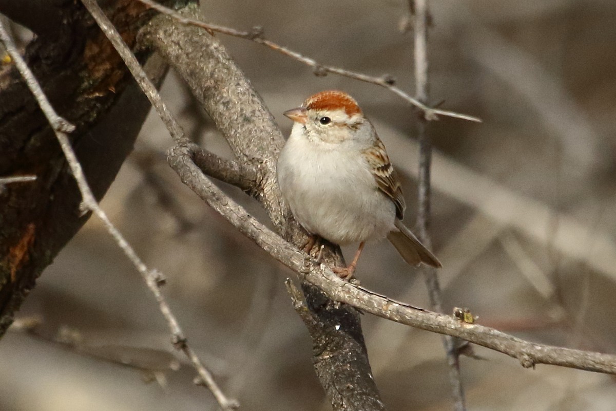 Chipping Sparrow - ML615303369