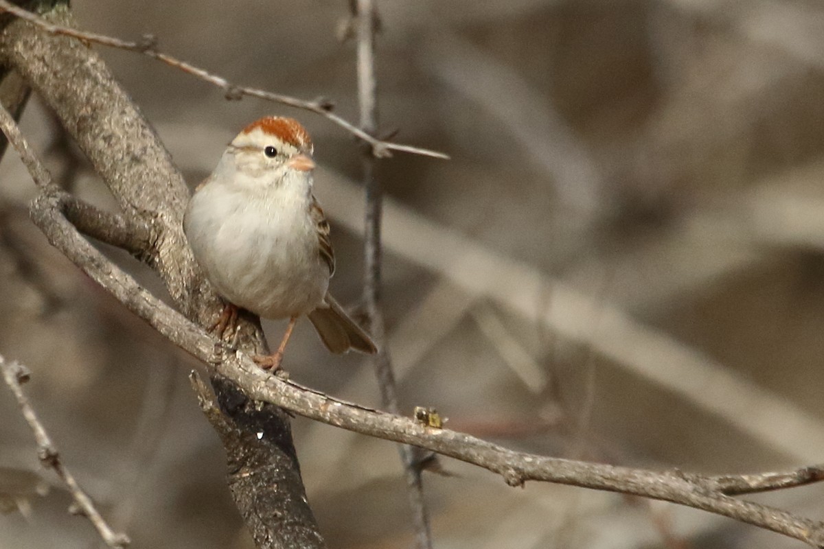 Chipping Sparrow - ML615303370