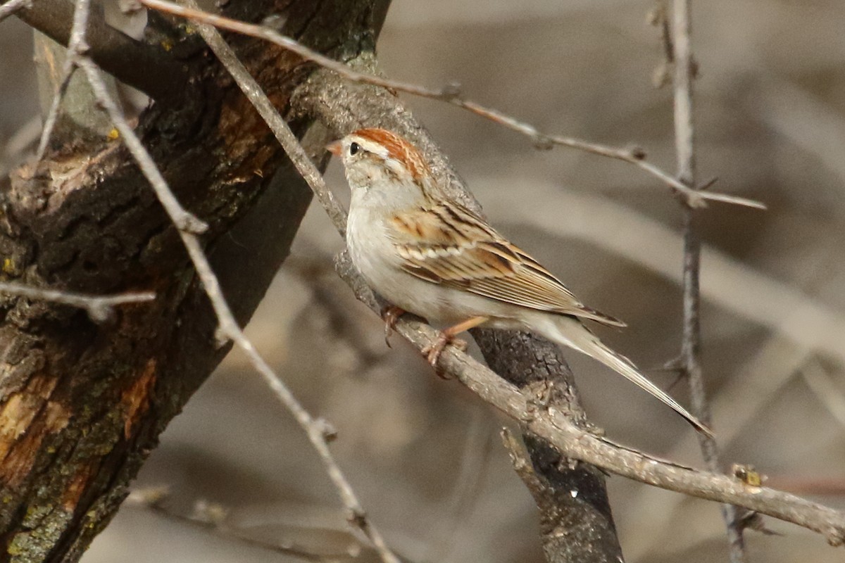 Chipping Sparrow - ML615303372
