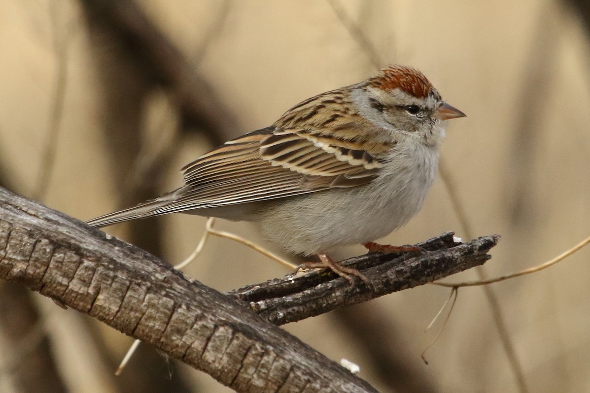 Chipping Sparrow - ML615303373