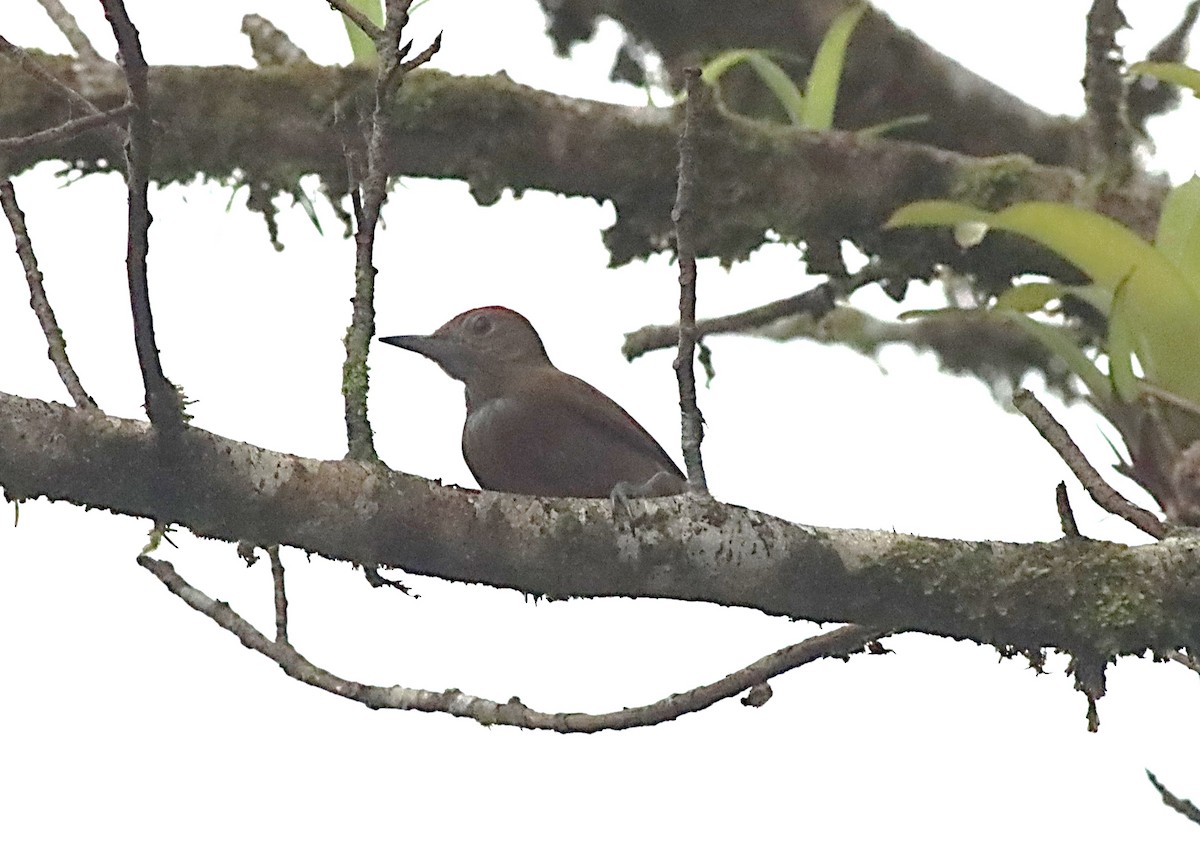 Smoky-brown Woodpecker - ML615303411