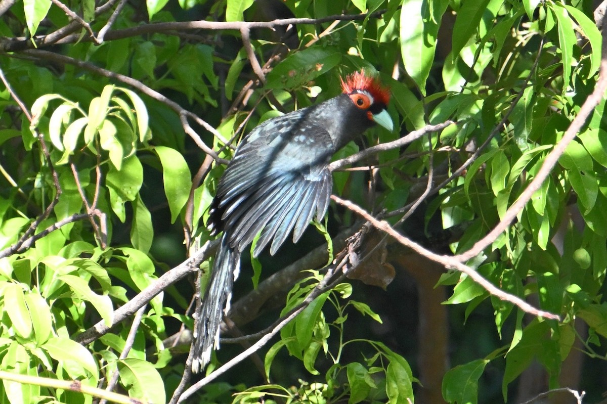 Red-crested Malkoha - ML615303463