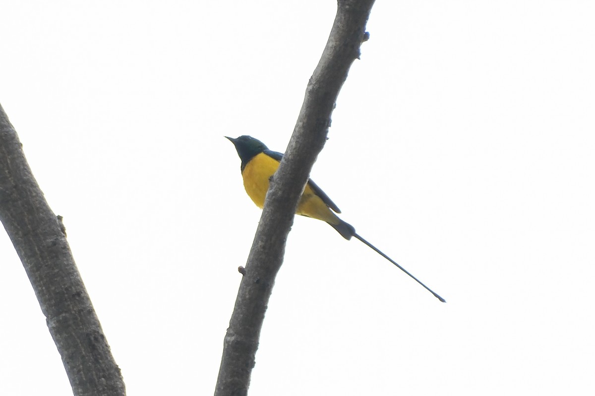 Pygmy Sunbird - John Lee