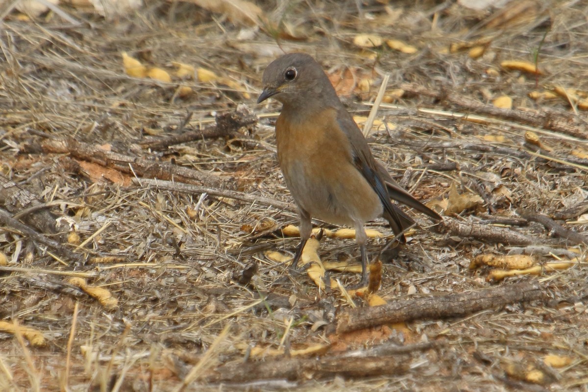 Western Bluebird - gord smith